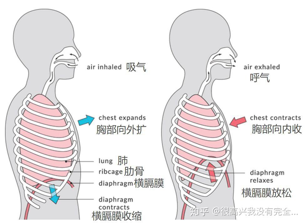 肋膈角解剖图图片