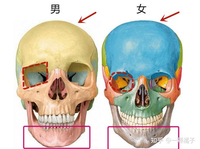 掌握面部五大美学要点 自然美才是yyds - 知乎