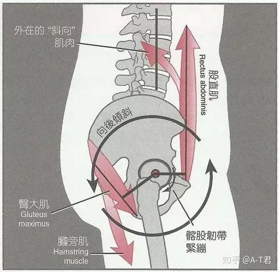 61 骨盆的解剖