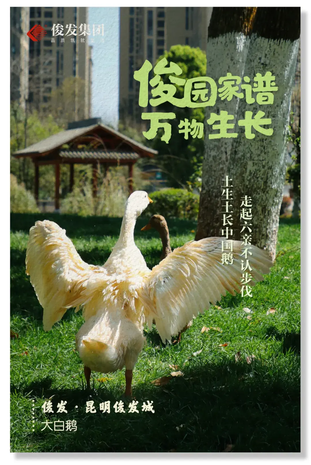 俊发生物多样性明信片上线看完想送谁