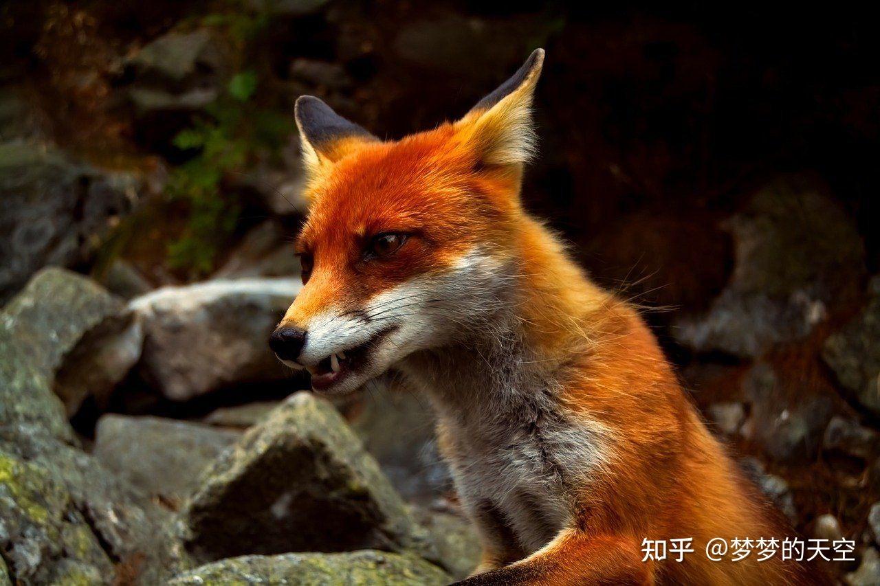 狐狸报恩 - 知乎