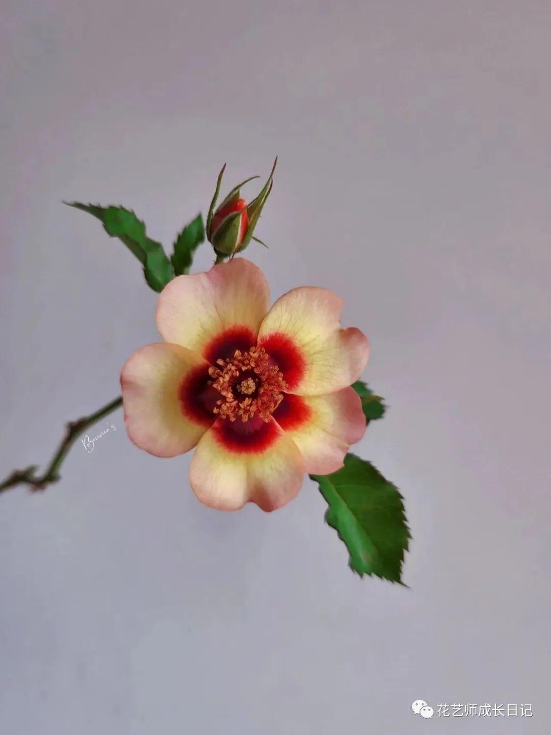 100朵玫瑰vol72别致巴比伦眼睛虽然脆弱但美得真实