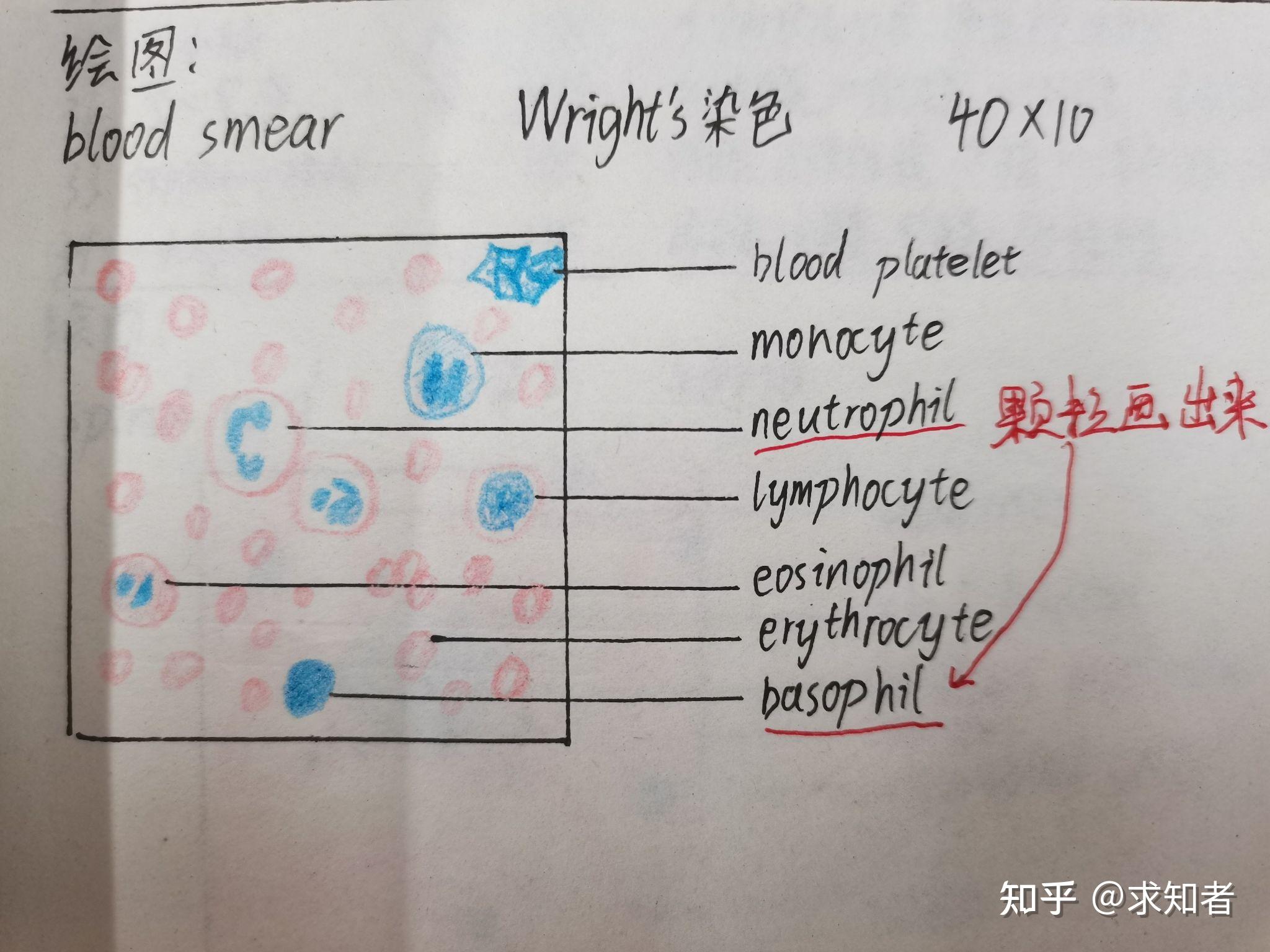 人血涂片红蓝铅笔绘图图片