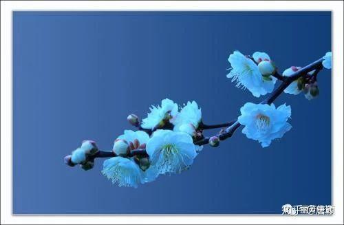 李朝 青花 海駝形水滴 – 燦禾 SANKA