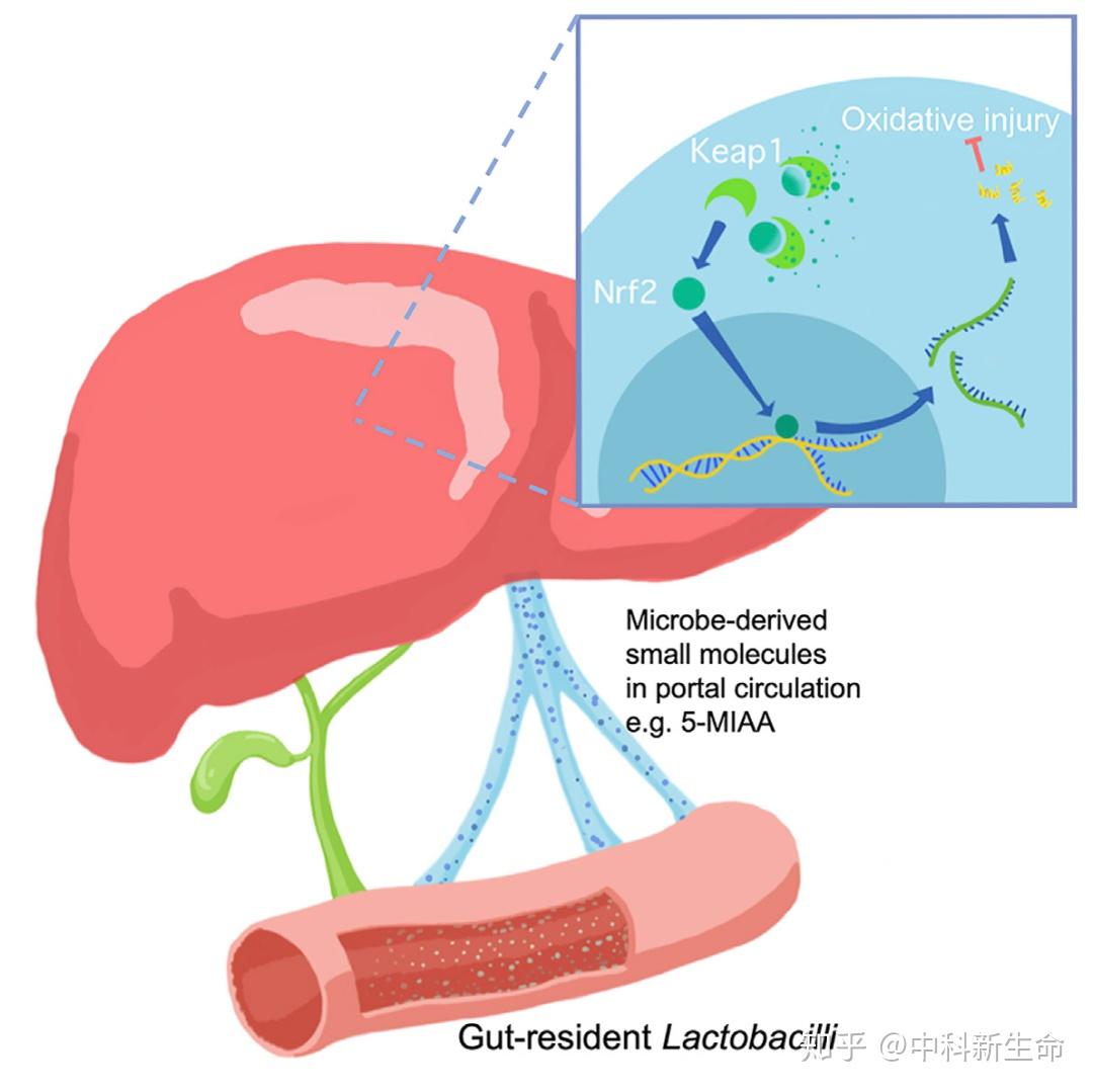 肝功好着能排除肝病吗_肝功能是好的_肝功能不好的症状?