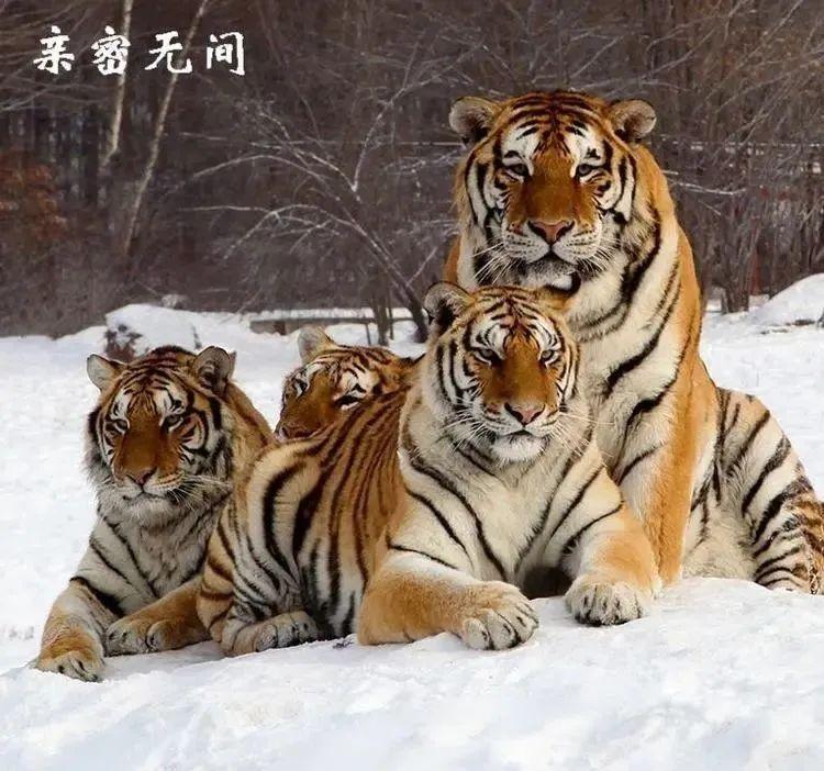 虎虎生威 中国虎乡 横道河子 知乎 虎虎生威 中国虎乡 横道河子 知乎