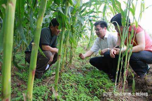 玉米地套种穿心莲模式 增加土地复种指数 助力农户脱贫致富 知乎
