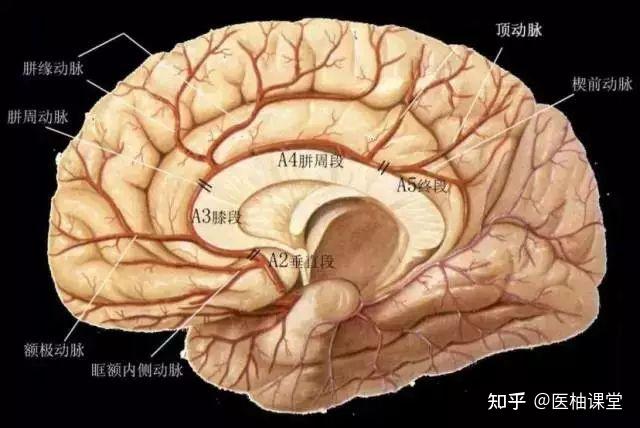 大脑前动脉分段图解