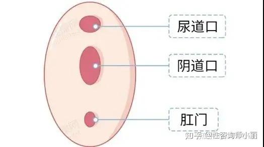 如何区分尿道和阴道?