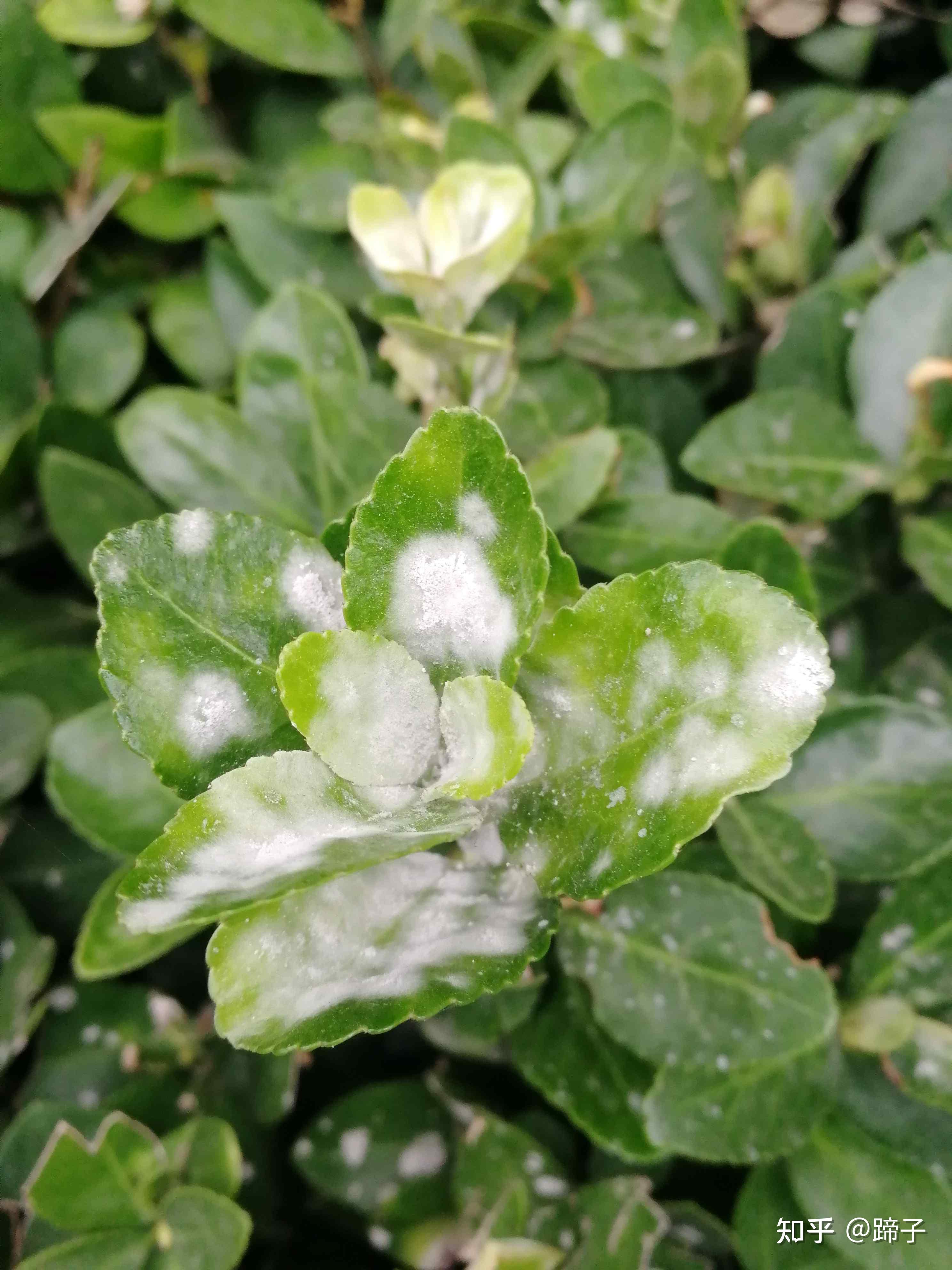 但大叶黄杨白粉病是近几年来养护者比较头疼的黄杨病害.