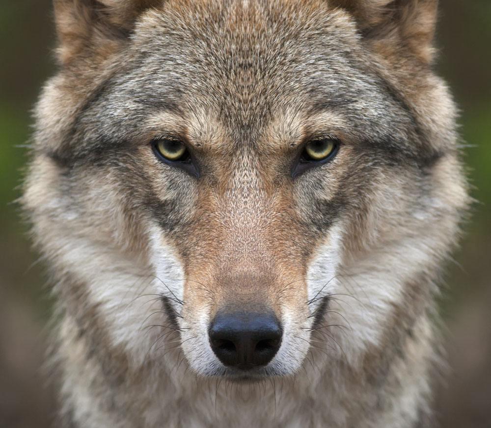 或者是说最早出现把独狼设定为强者的作品是什么?