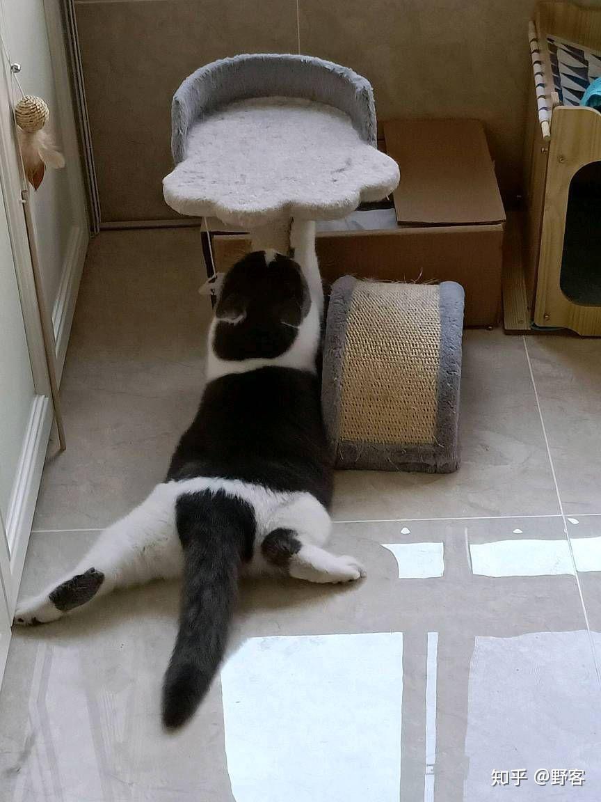 小猫爬架小型 v2-70c5c6b1f2e024f92fc9eb86390dfa99_r.jpg