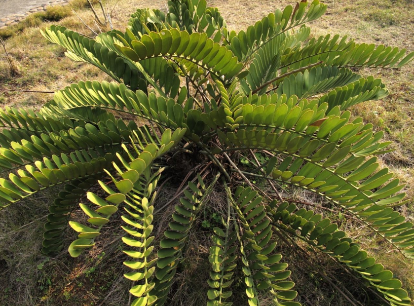 墨西哥铁树（美叶凤尾蕉）的鉴赏和栽培- 知乎