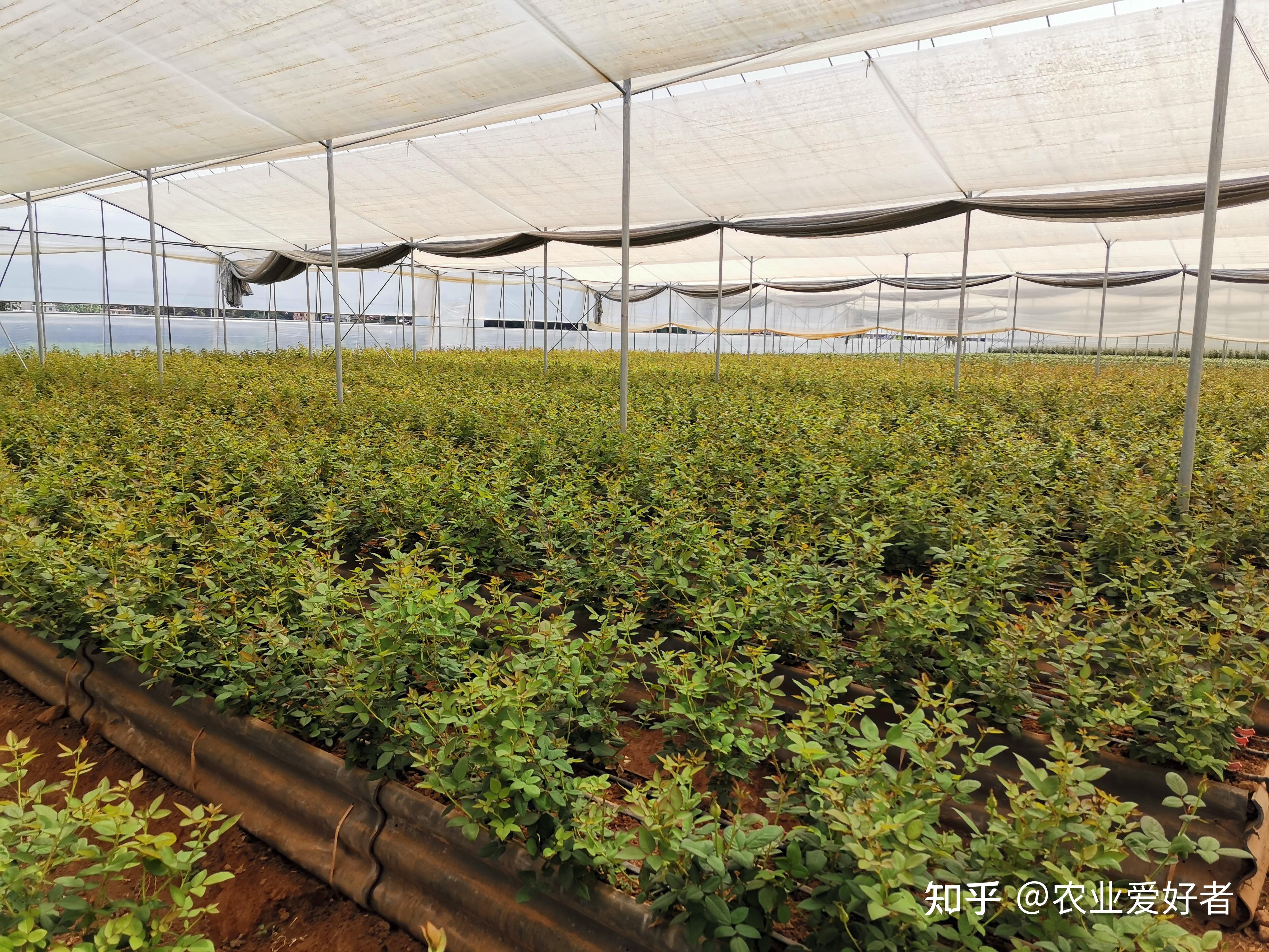 钾肥对植物的作用有哪些? - 知乎