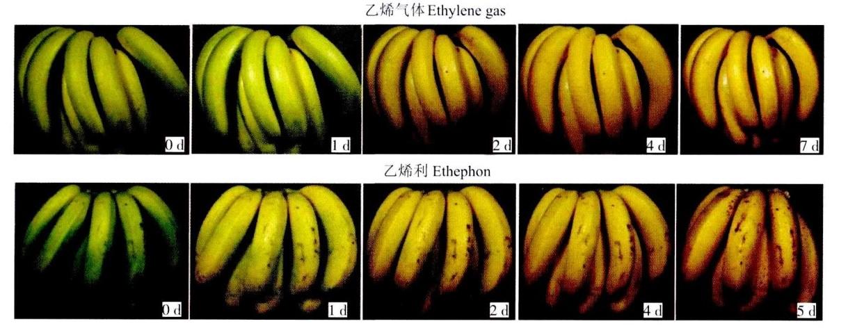 [深圳众星 如何正确的使用乙烯催熟