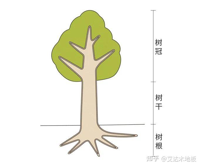 树梢部位图片