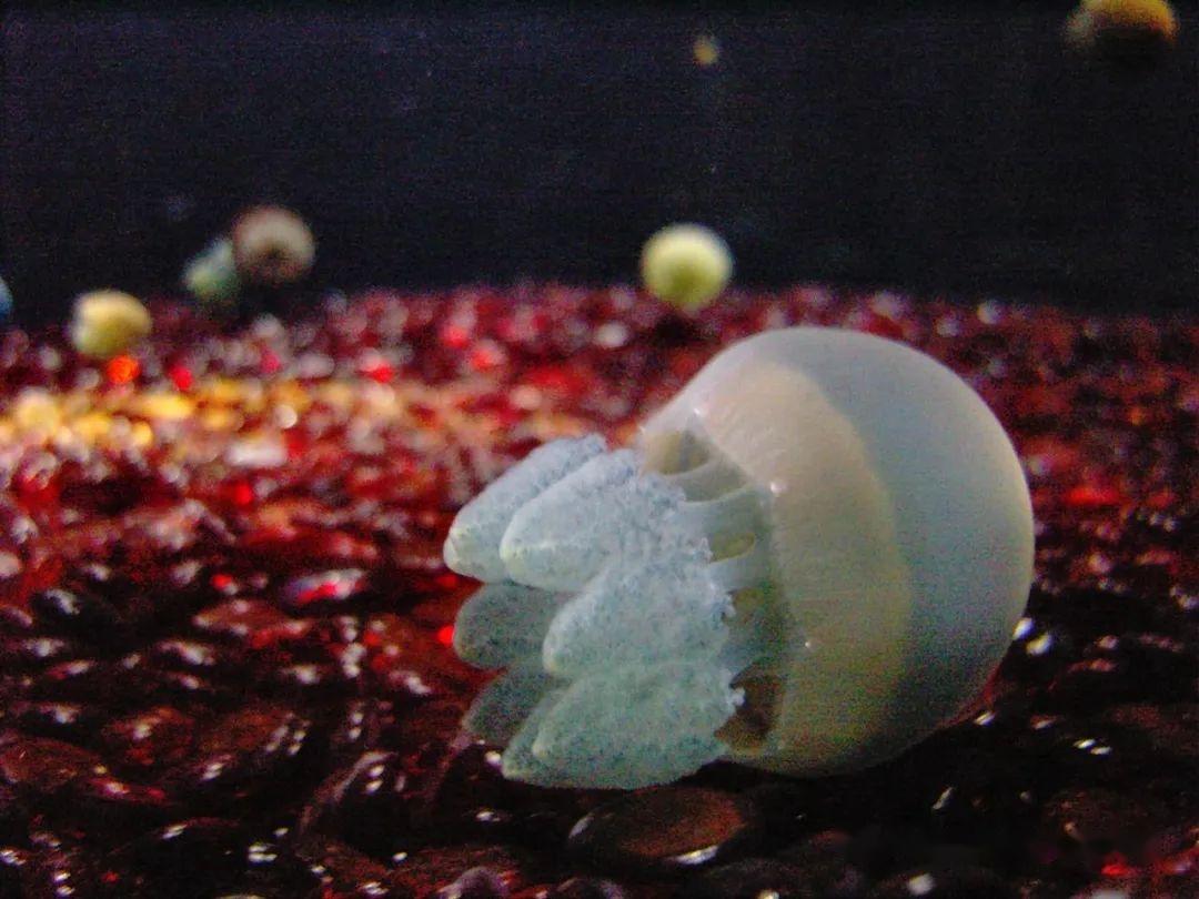 世界上最漂亮的水母，紫海刺水母上榜，外表十分美丽！|水母|炮弹|内胚层_新浪新闻
