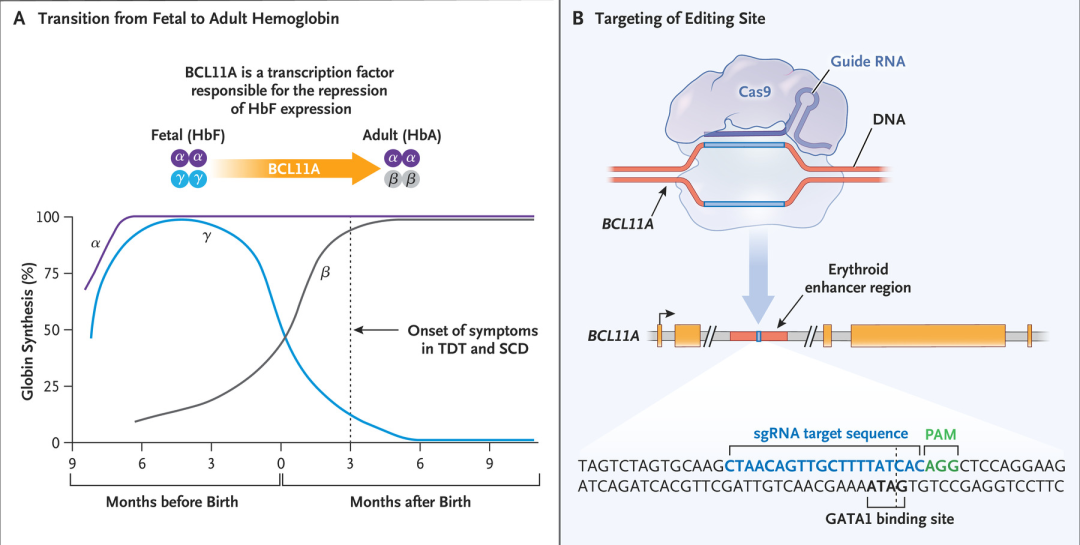 喜报喜报全球首款crisprcas9基因编辑疗法获批