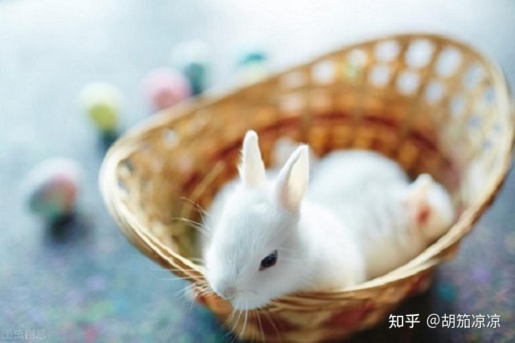 兔用益生菌有什么作用 - 知乎