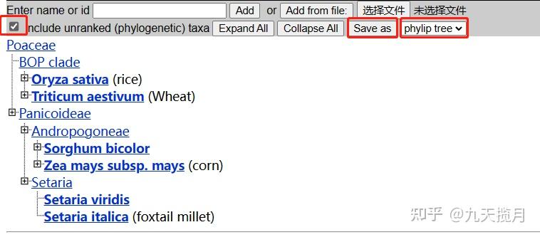 物种之间进化树构建 - 知乎