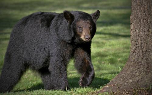 上海野生動物園熊吃人事件又有爆料是誰先動的手