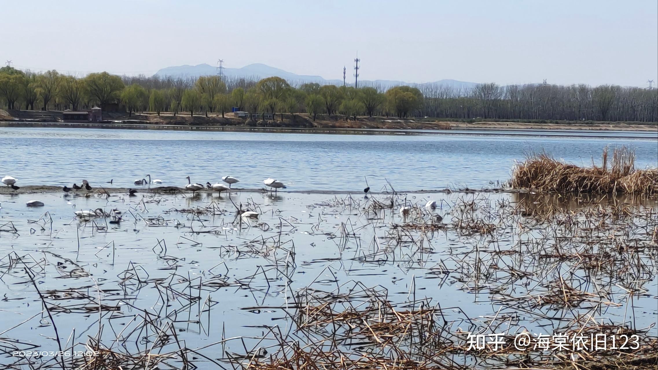 昌平沙河水库水鸟图片