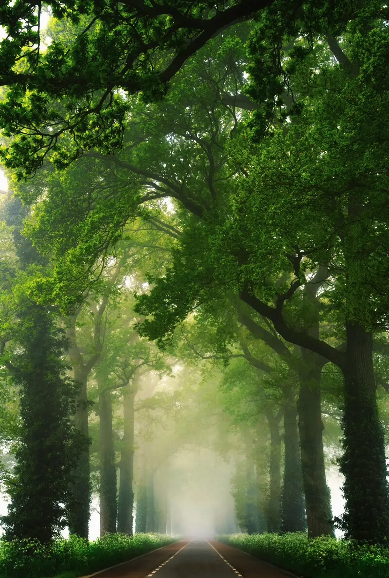 绿色护眼清新4k电脑手机壁纸分享,缓解视力疲劳