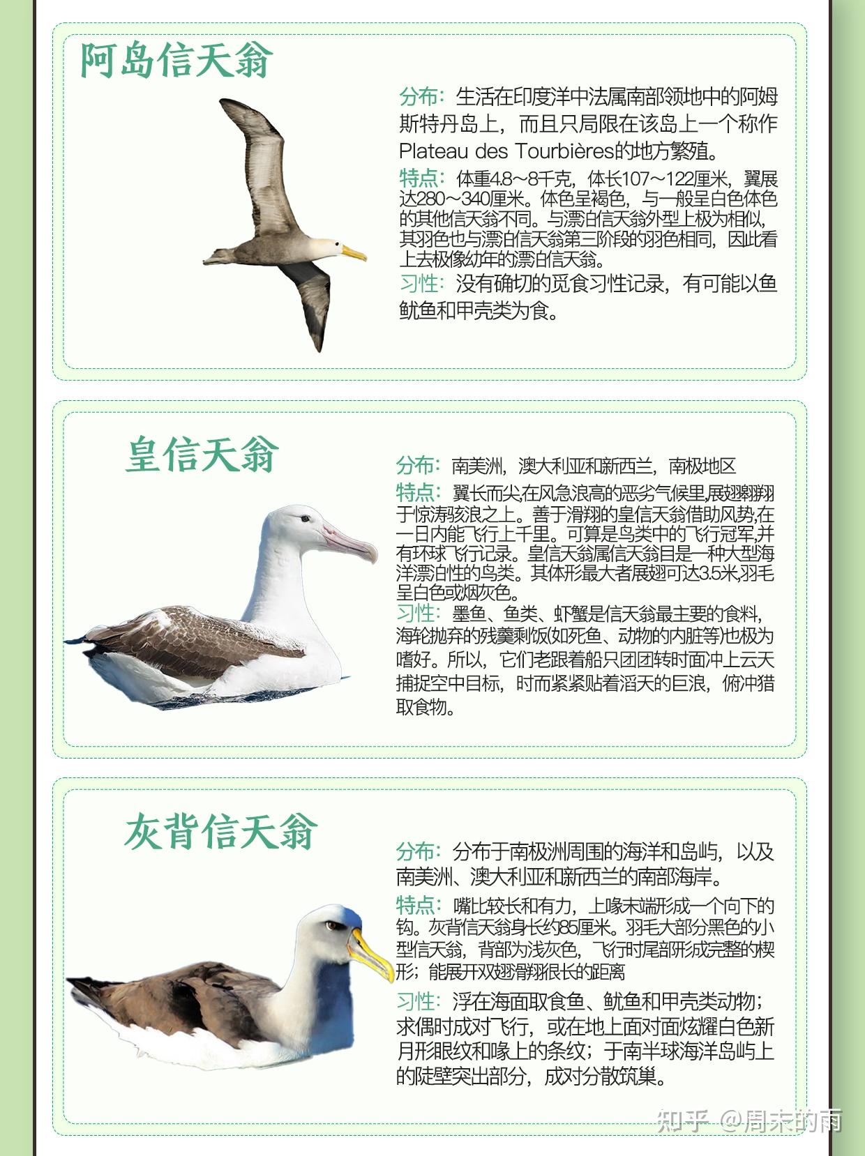 长寿又忠贞的动物-----信天翁 - 知乎