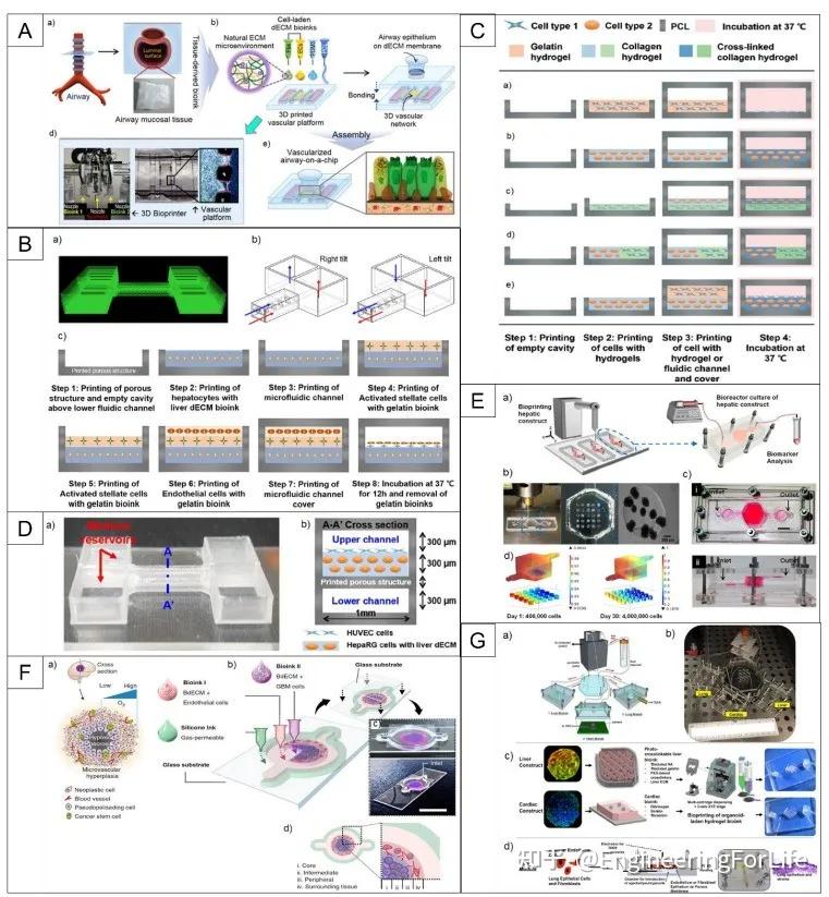 为了成功地用oocs取代动物研究和人体试验,需要可以容纳芯片内大多数