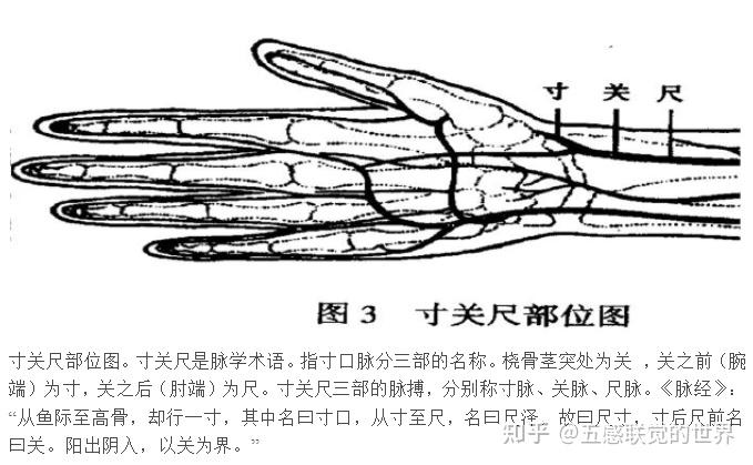 手上脉搏位置示意图图片