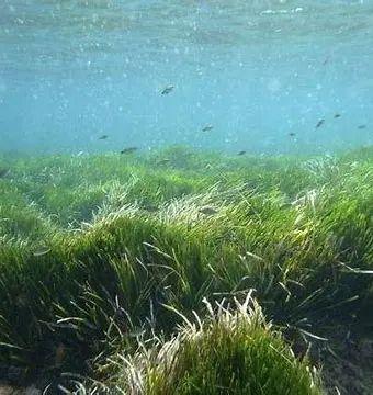 世界海草日 | 海草知多少? - 知乎