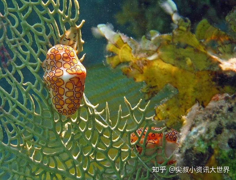像陆地蜗牛一样,这些海洋生物有一个波浪状的"脚",称为轮叶,位于它们