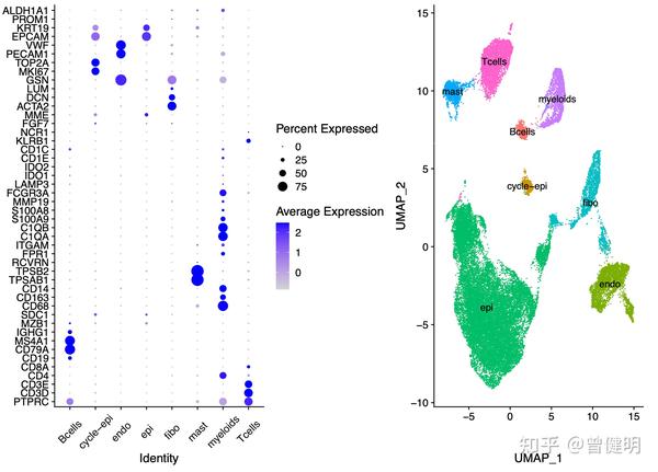umap的单细胞可视化效果比tSNE好 - 知乎