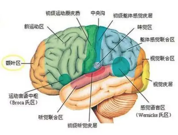 科学家已经发现大脑的不同区域负责不同的功能,比如大脑皮层有运动区