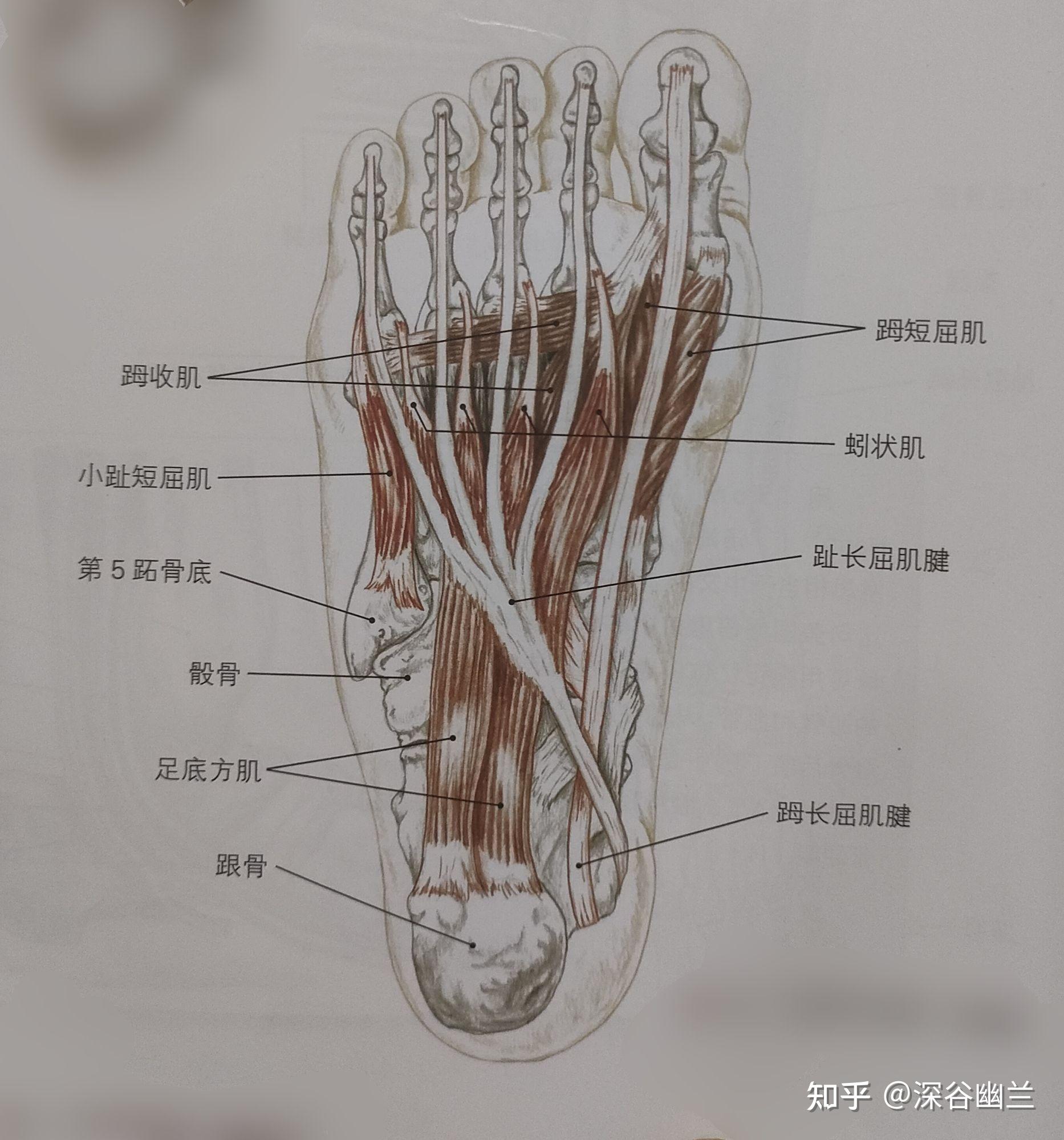 有趾短屈肌腱,趾长屈肌腱,第二蚓状肌,深层为骨间肌,有来自胫前动脉的