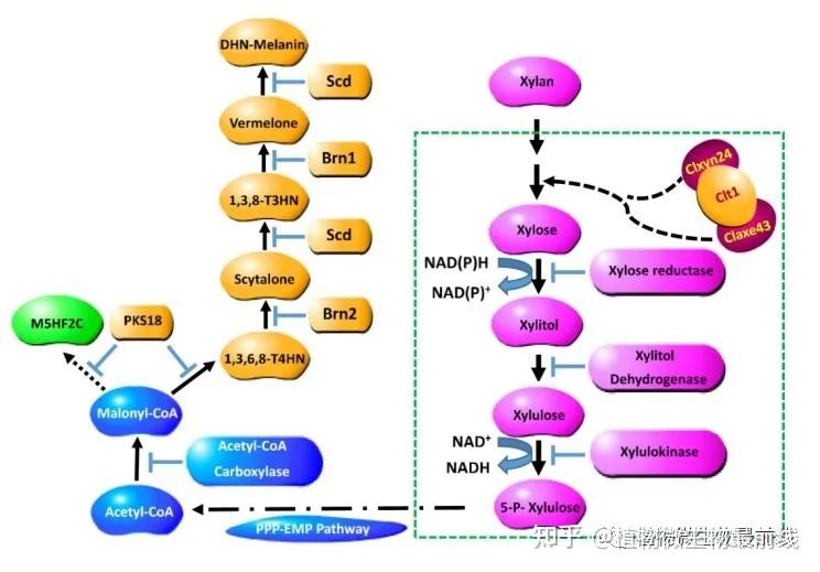 上海交通大学在解析玉米弯孢叶斑病菌毒素黑色素协同