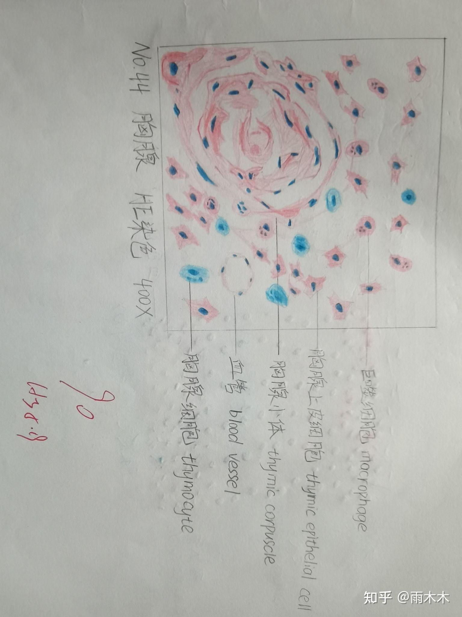 大学组胚红蓝铅笔绘图