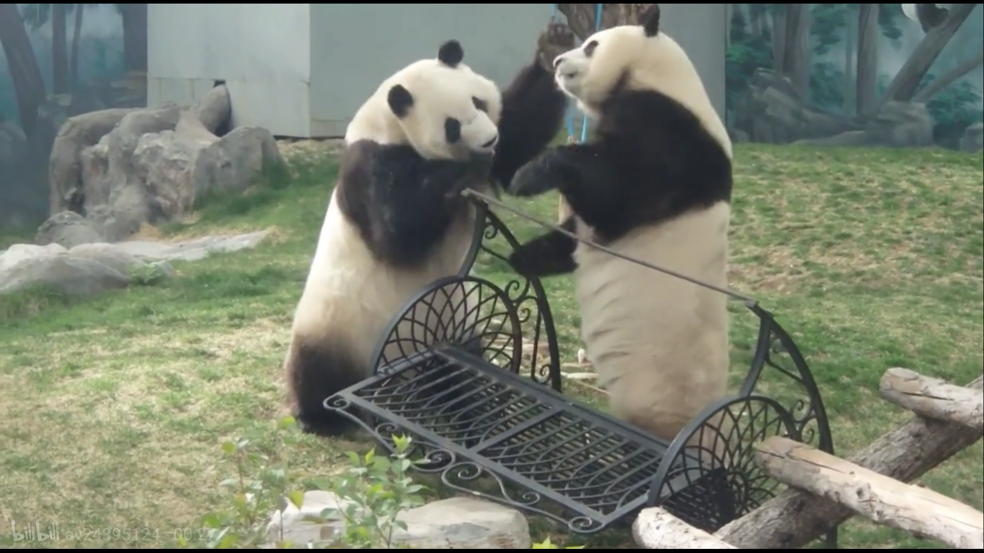 熊猫特战队高清图 - 抖音