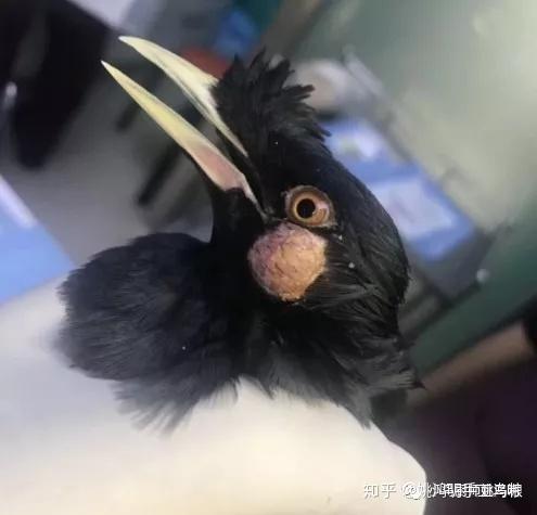 八哥脸上长了个包鸽痘姚鸿明手工高端鸟粮农科院检测优质鸟类食品