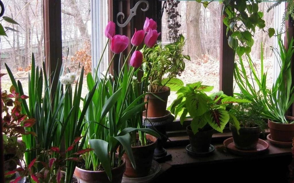 7种常见的 迎春花 立春过后就准备灿烂开花 知乎
