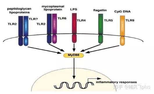 02 tlrs的信号通路