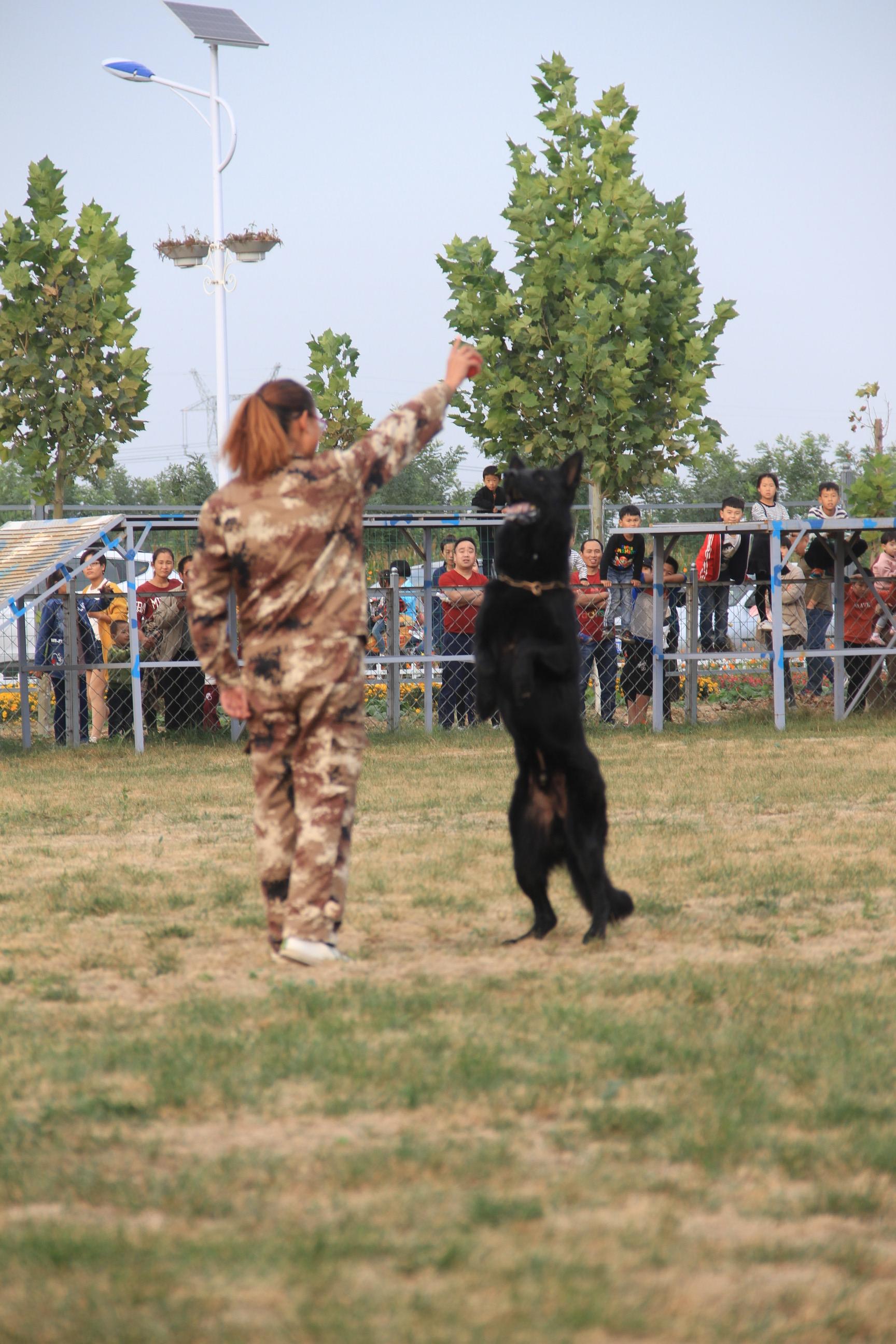 沧州兴丰训犬基地警犬表演