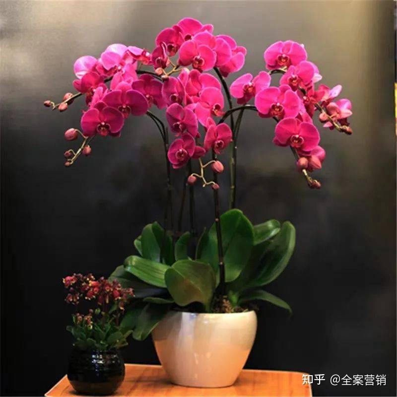 争创天府旅游名县|新年相聚华蓥的君兰天下,有趣又有味!