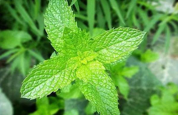 薄荷的寓意和象征 薄荷柠檬水的寓意 薄荷的花语