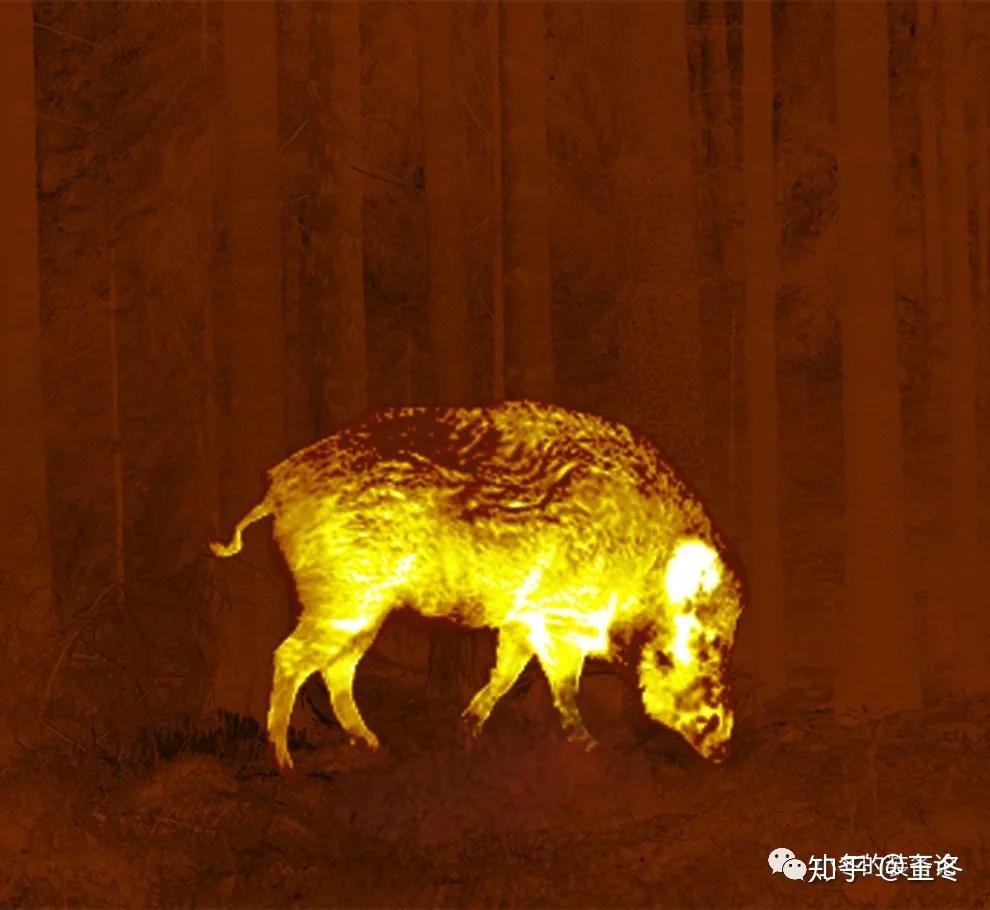 深夜用23500美元的军用热成像仪狩猎野猪