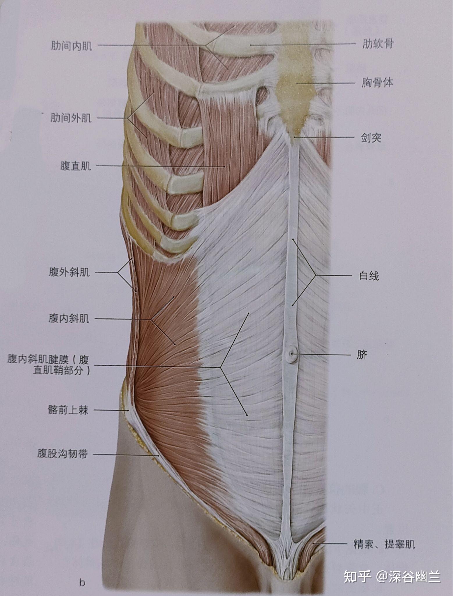 腹横筋膜解剖图片