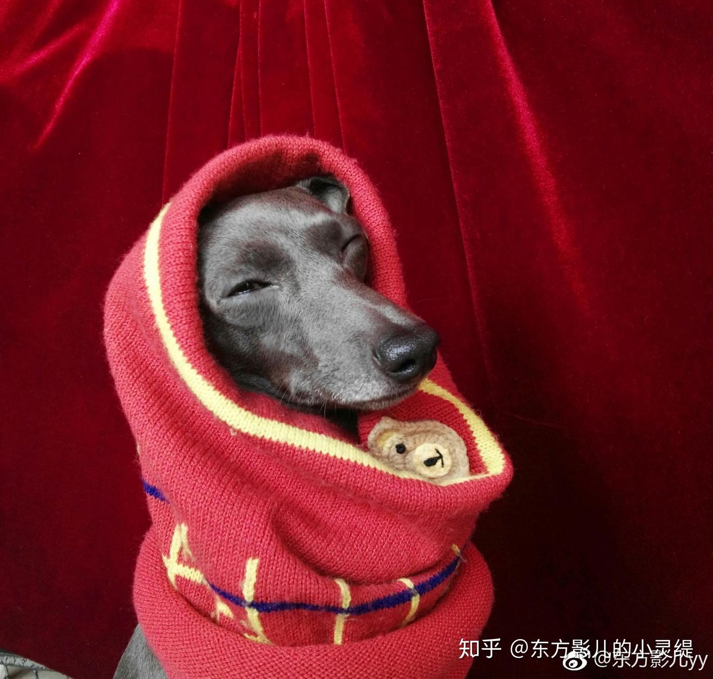意大利小灵缇最详细的资料 - 知乎
