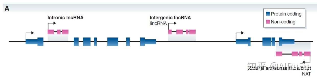 一文读懂长非编码RNA（lncRNA）的分类、功能及测序鉴定方法 - 知乎