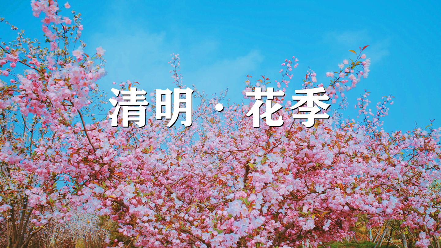 清明 花季 疫 散花开 邂逅最美四月天 知乎