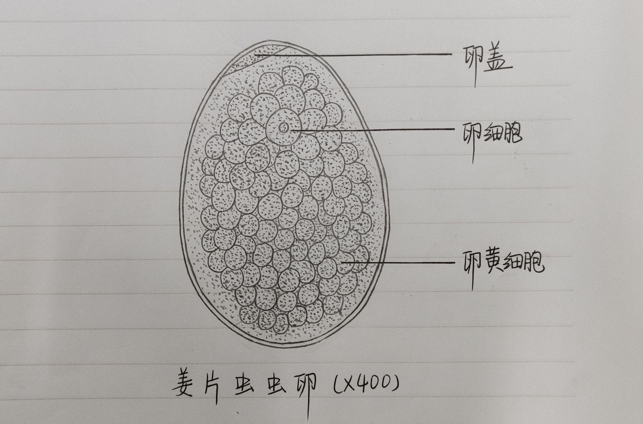 曼氏迭宫绦虫卵(虫卵特点:两端较尖,中间较宽,虫卵内含有较多的卵黄